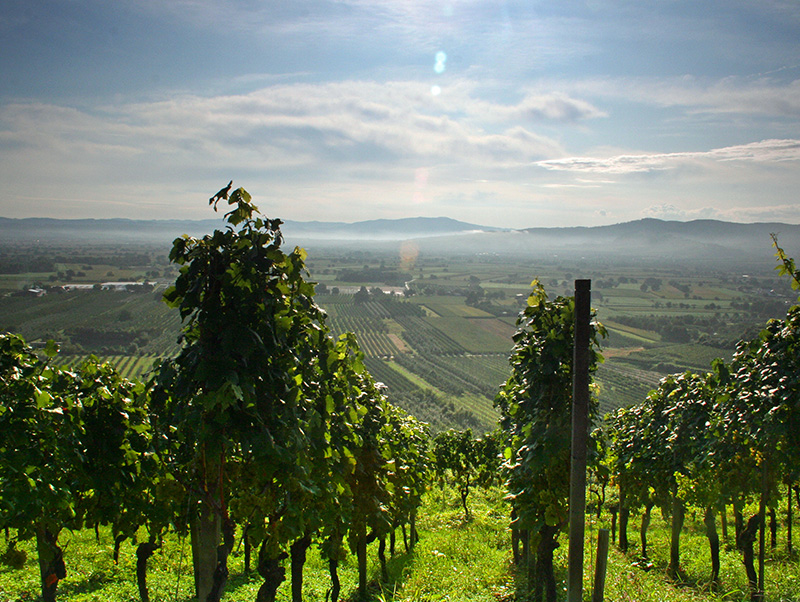 Rhein, Stein und Wein – JGA am Kaiserstuhl