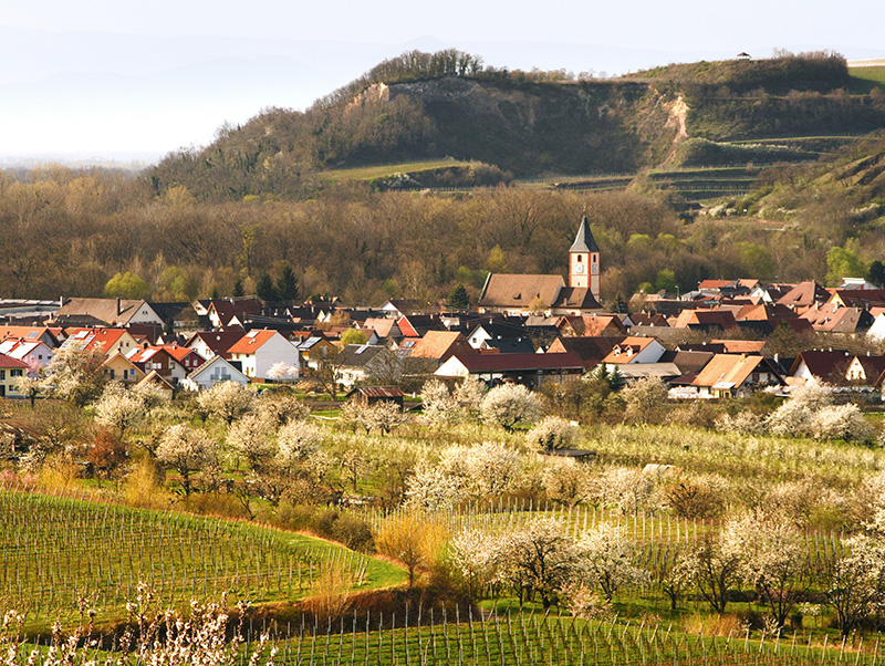 Weinberge am Kaiserstuhl mit Blick auf den Rhein und die Vogesen