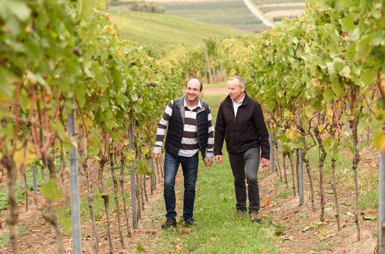 Rhein, Stein und Wein – Weinwanderung am Kaiserstuhl