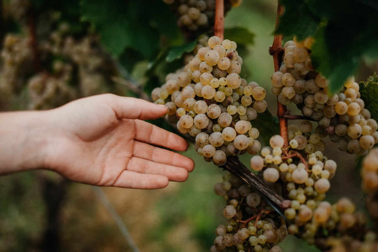 Weinberge im Rheingau mit Blick auf den Rhein und die historischen Weinschlösser